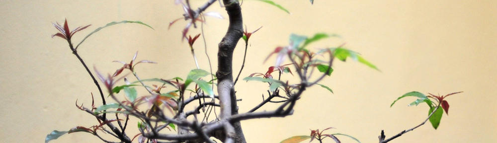 Videts Samfällighetsförening